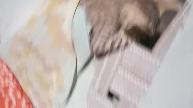 Funny cat š±|animals video|cat funny|animals video