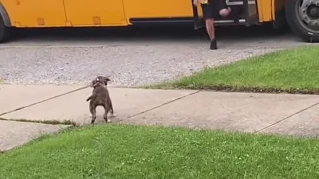 Pet Puppy Waits Patiently For School Bus to Greet Little Boy