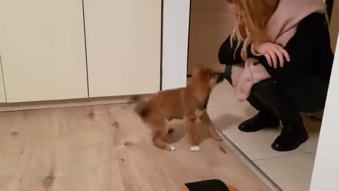 Puppy can't contain his excitement when owner comes home