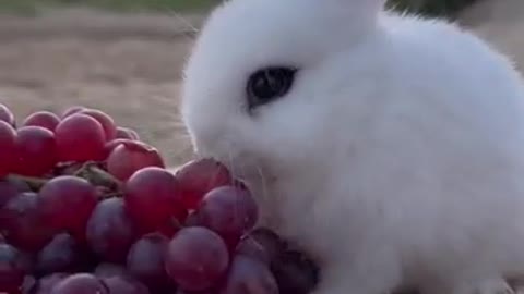 White rabbits love grapes