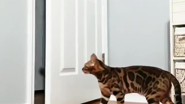 A cat that can close doors