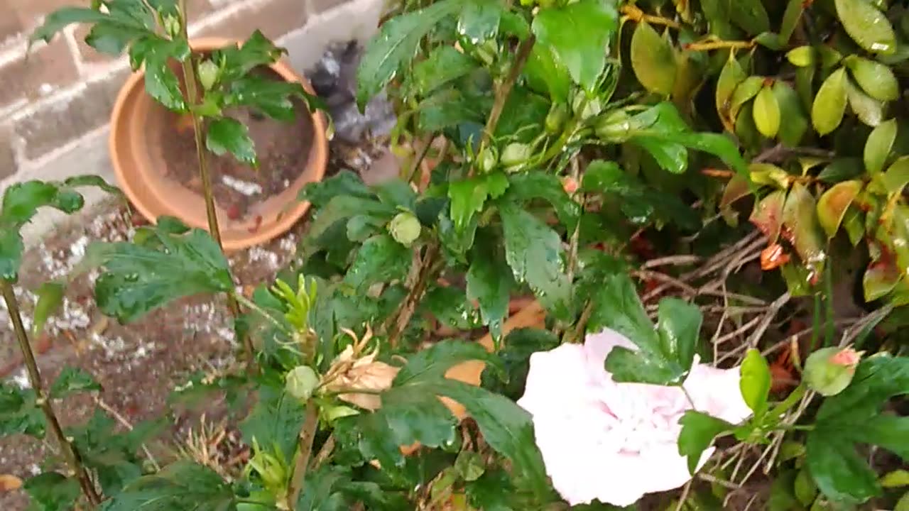 Fed the Hibiscus