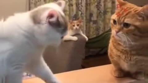 funny cat videos 2022 fighting cat video