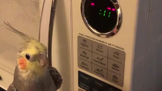 My parrot mimic the microwave