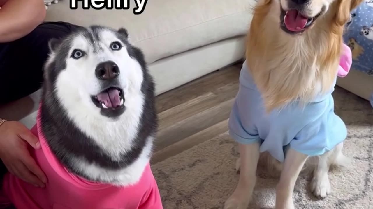 Husky Vs Golden Retriever