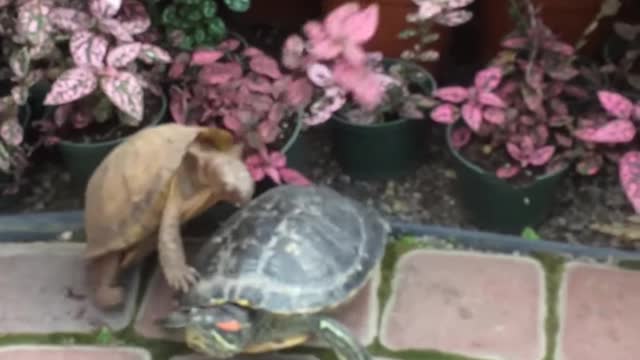 Turtle Kept Trying To Get It On With Another Turtle
