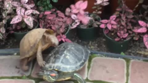 Turtle Kept Trying To Get It On With Another Turtle