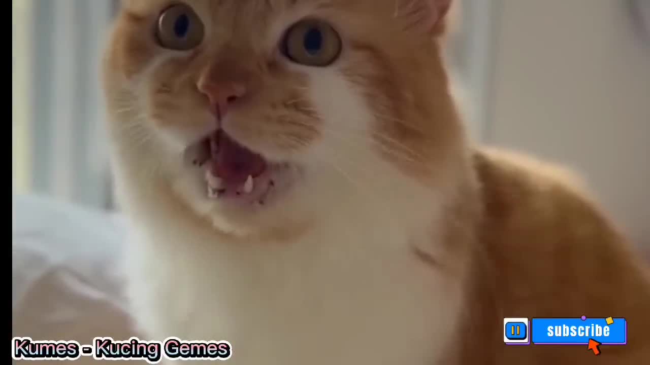 The Sound of a Cat Calling His Friend is Very Funny