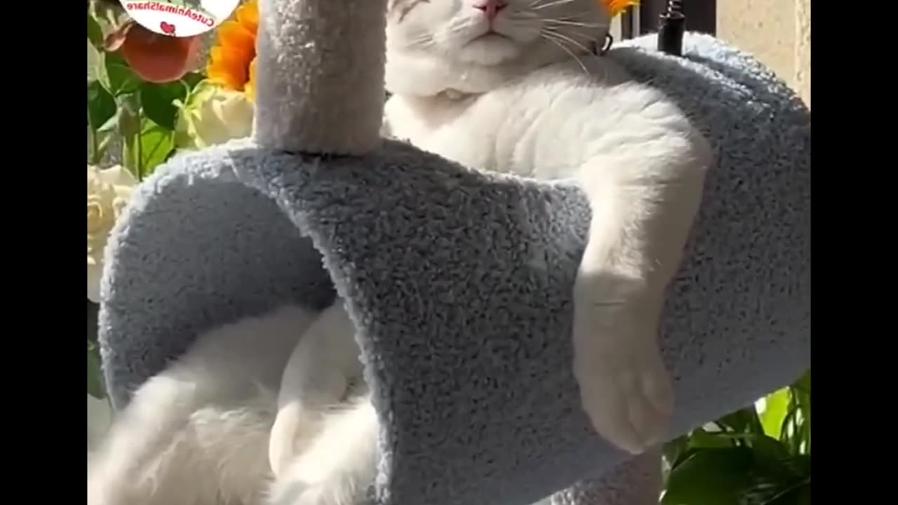 LOL, Super Funny Cute Cats Videos Best Moments of Cats Shorts 😺😂😂 -EPS594