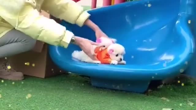 Take the dog down the slide