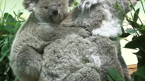eucalyptus junkies