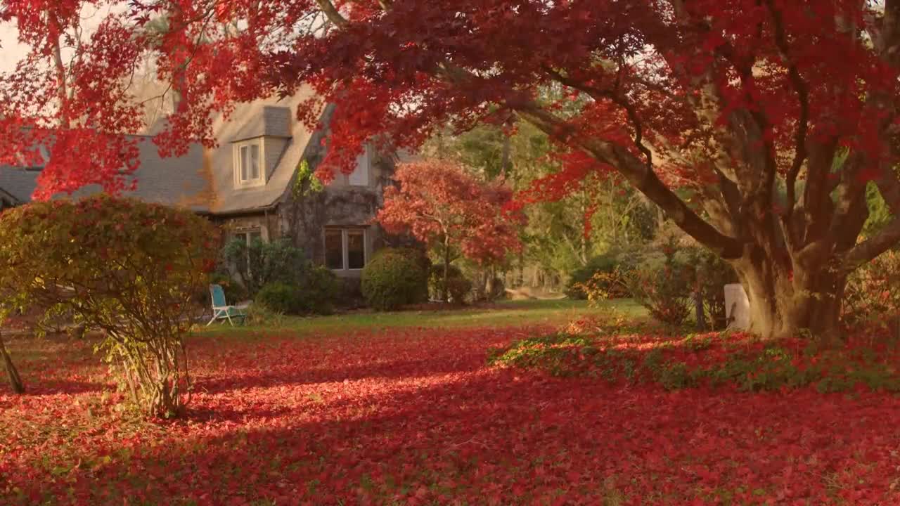 Enchanting Autumn Forests with Beautiful Piano Music