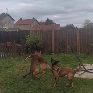 Dogs playing with balloon