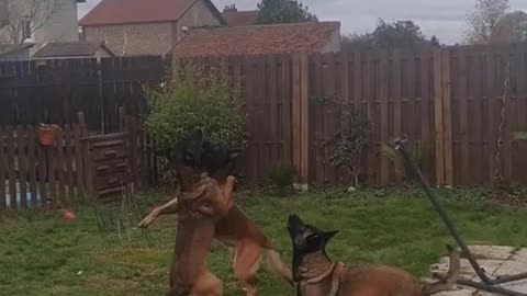 Dogs playing with balloon