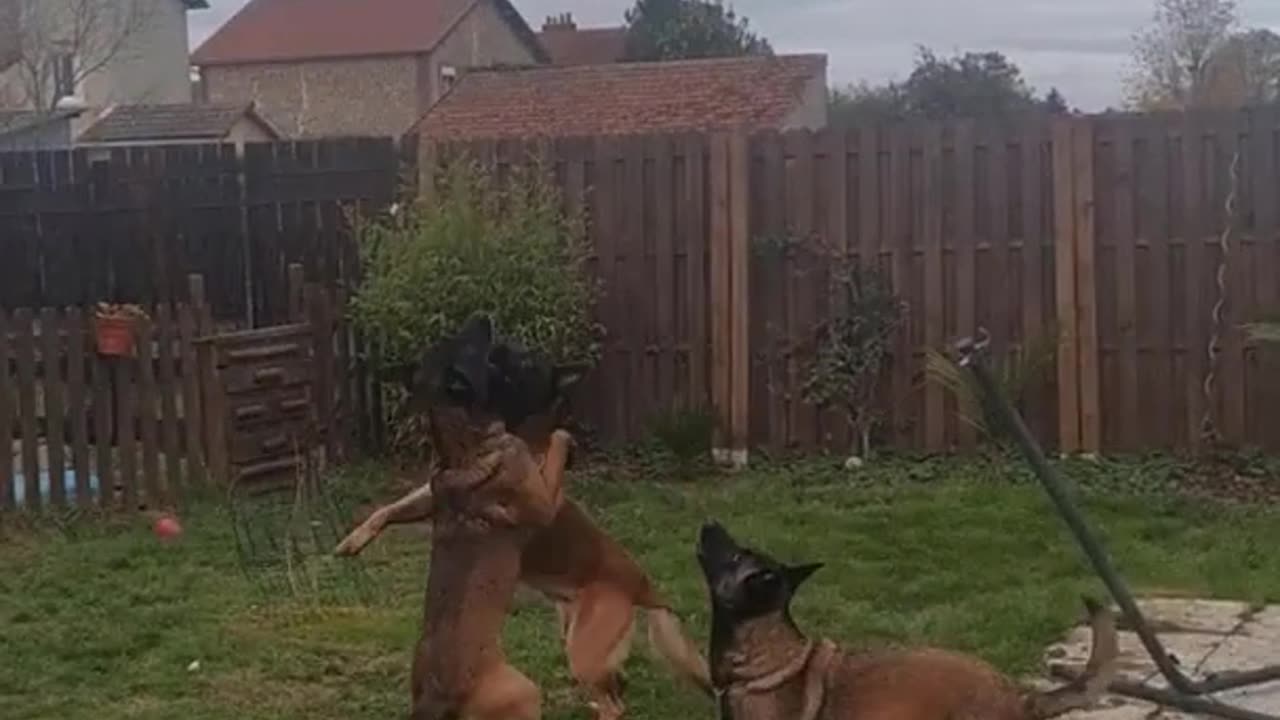 Dogs playing with balloon