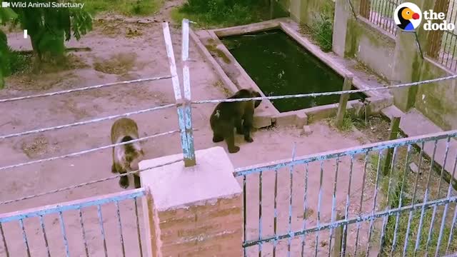 Animals Left To STARVE At Zoo Experience Love for the First Time The Dodo
