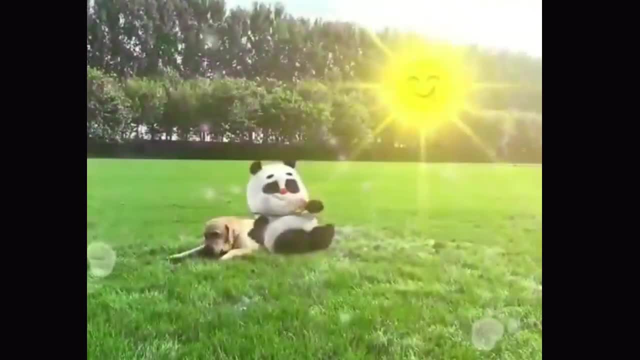 Compilation Panda cute - panda and dog Lucu