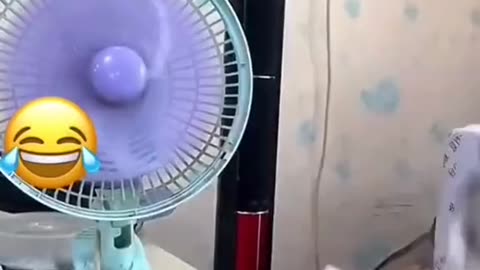 Funny cats😂