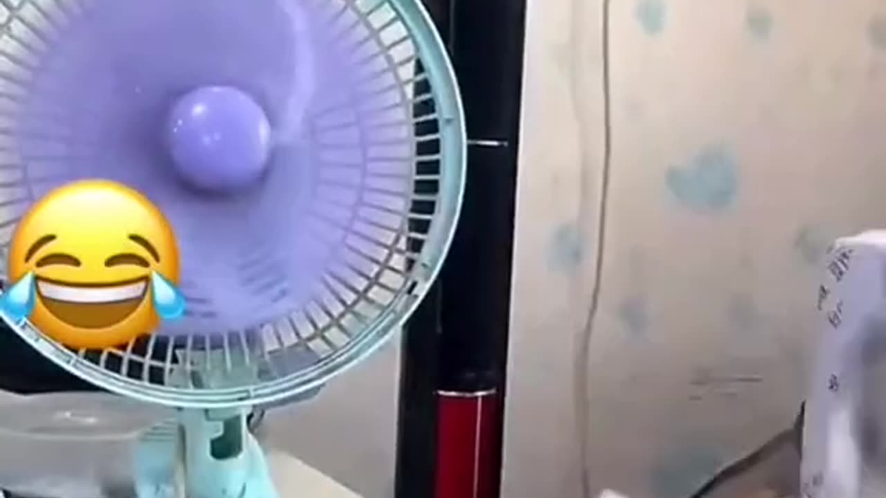 Funny cats😂