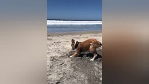 Dog digging up a hole atan ocean!