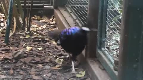 Most Beautiful Peacock