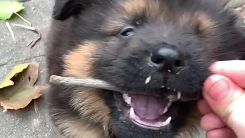 Playful German puppy