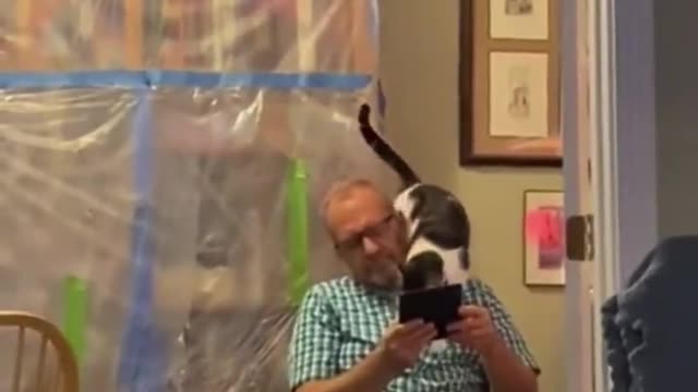 Funny cats wants to play