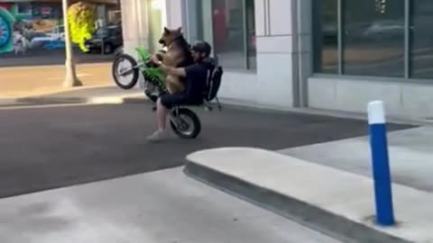 Man Riding Dirtbike Makes Dog Sit in Front