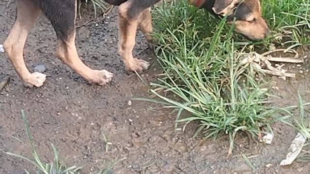 little dog is hungry video in india