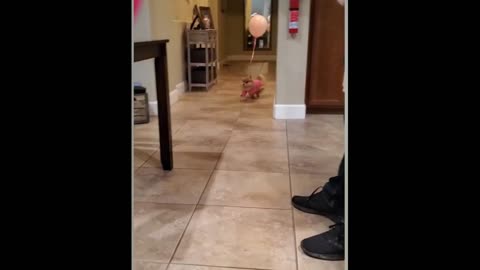 Funny Dog on Birthday