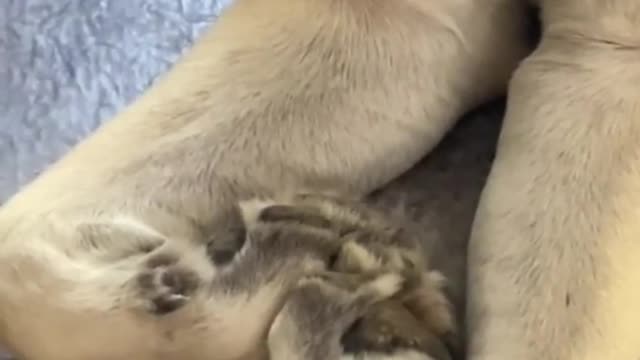 Sticky Puppy