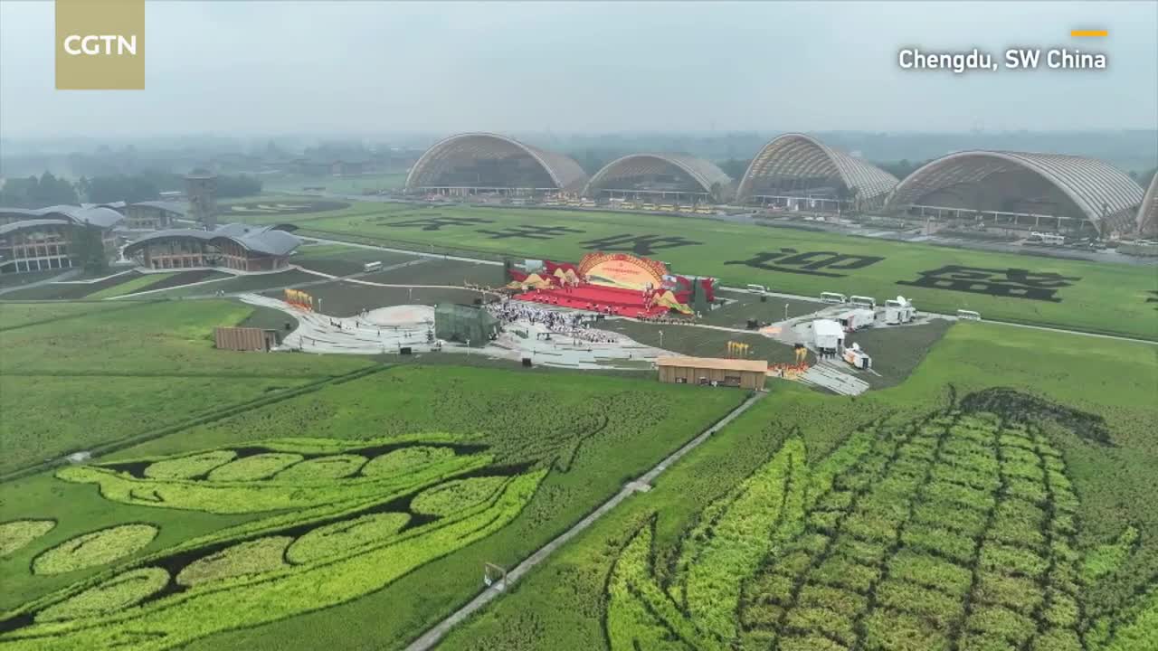 China's agricultural technology helps Qatar grow vegetables in desert