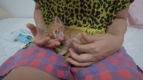 Like a Human Baby, a Kitten Fell Asleep in the Owner's Hands