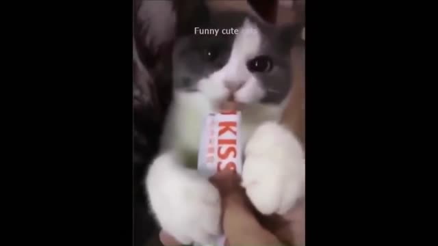 Funniest Cat Videos 2022