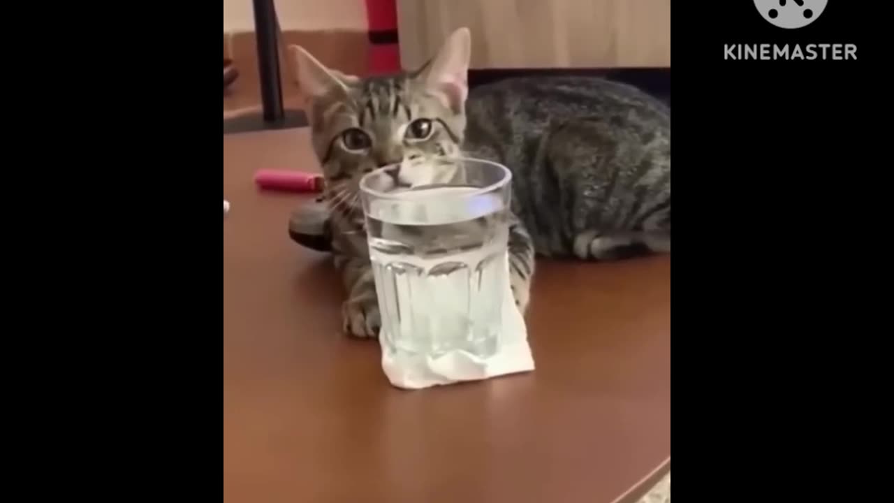 Pets funny😂moments!