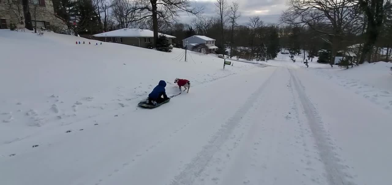 Sled dog training!