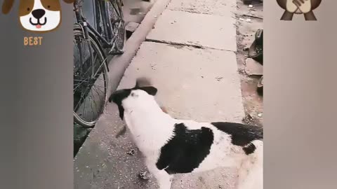 Cut dog helping his monkey friend 🐵🐕