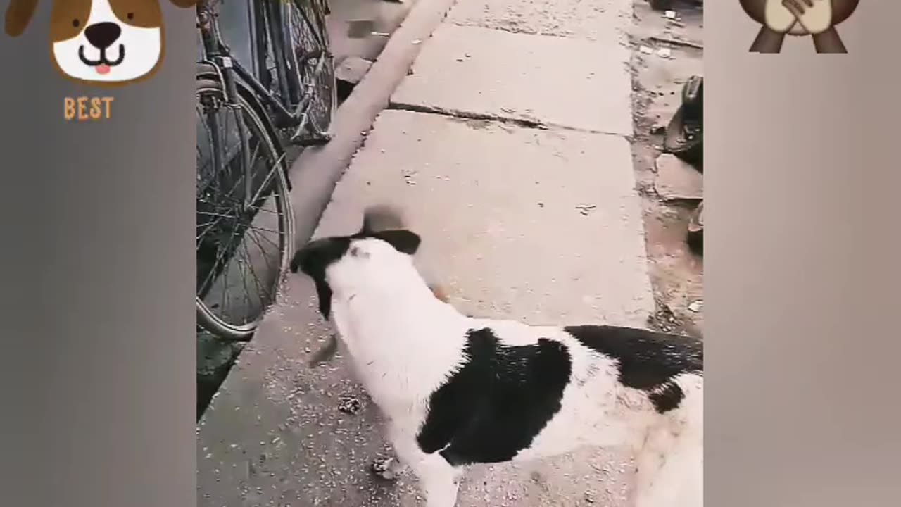 Cut dog helping his monkey friend 🐵🐕