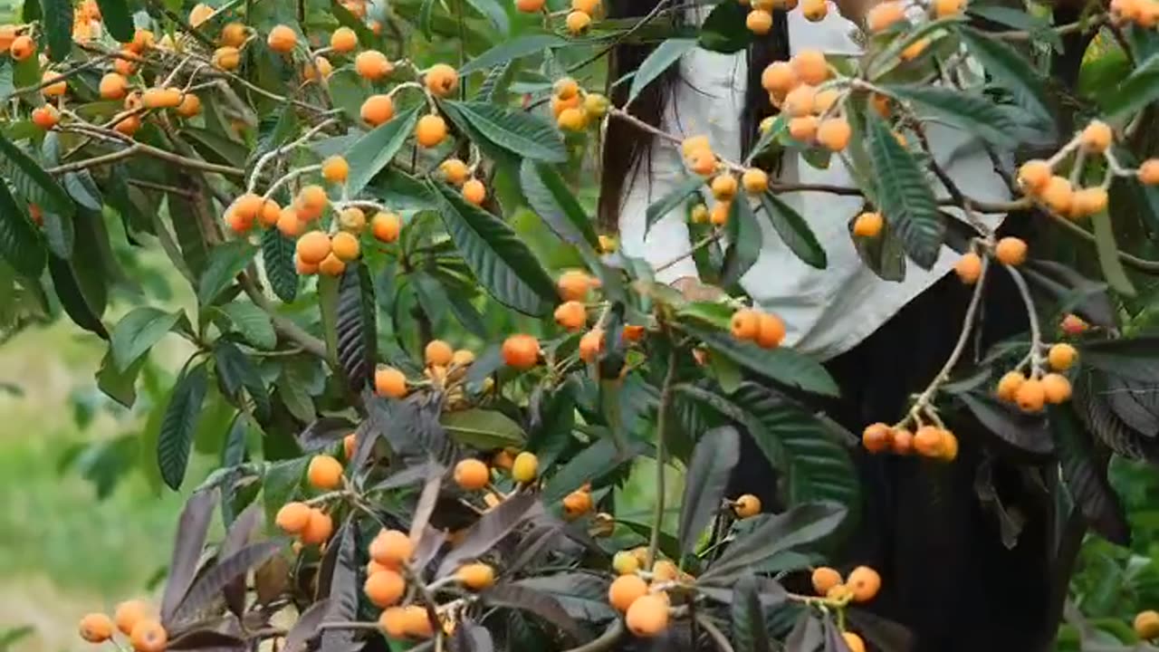 Picking loquat fruit😋