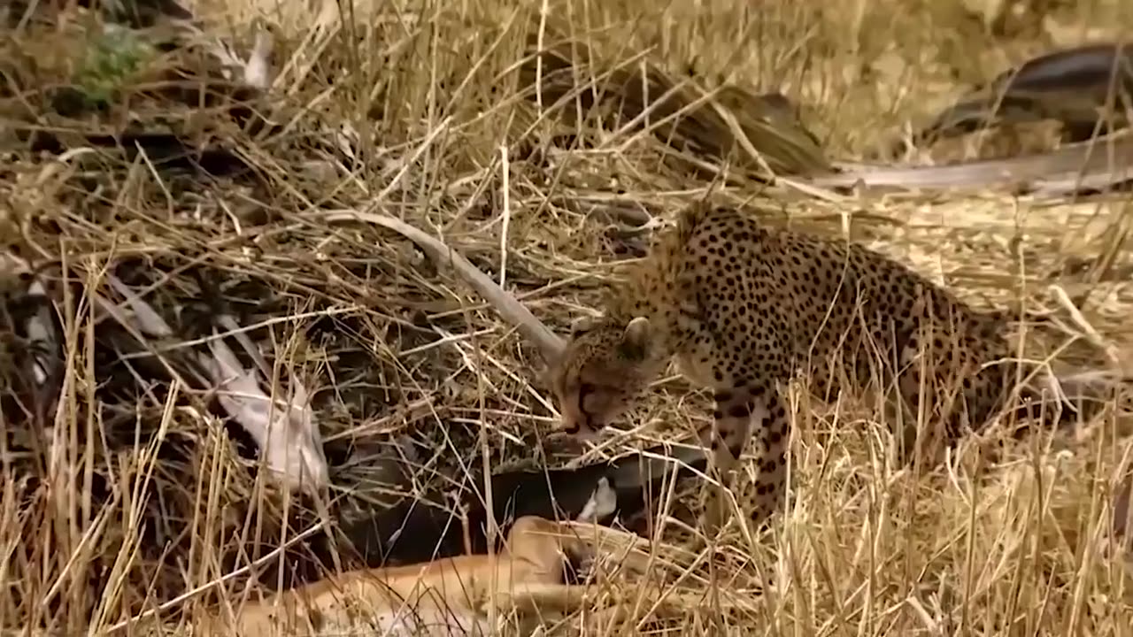 Life Is Not Easy For World's Fastest Animals - Baboon Herd Defend Impala From Cheetah, Tiger Hunting