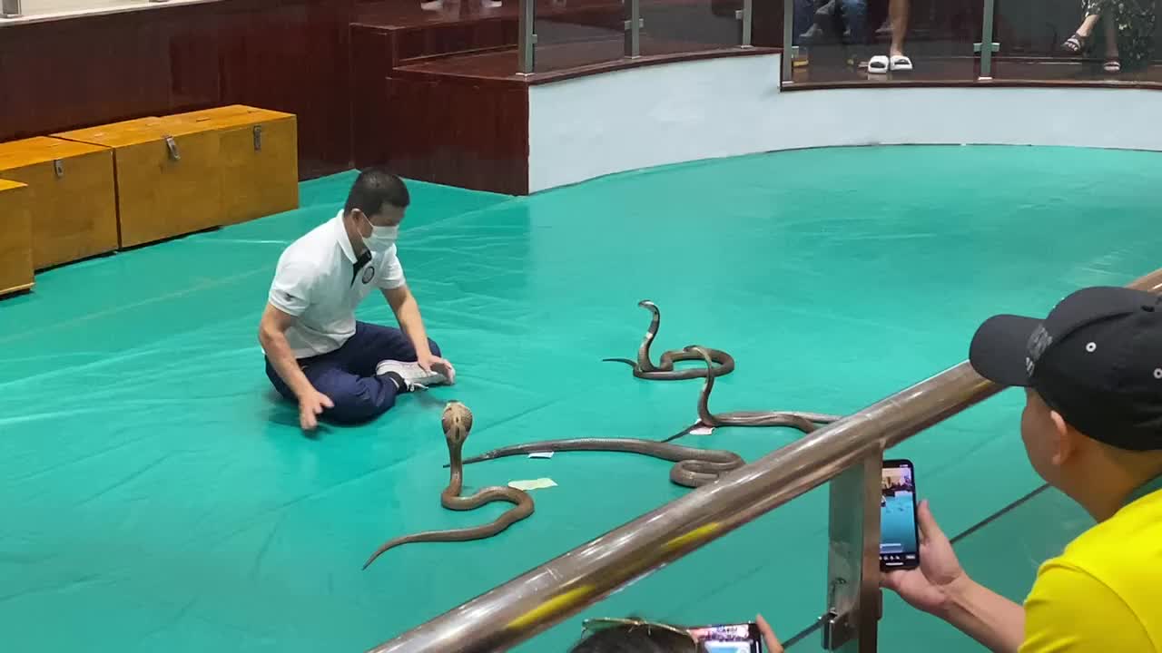 The man is playing with death, the cobra is extremely dangerous