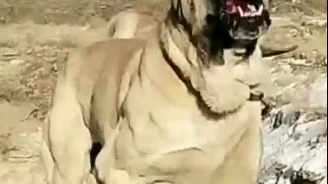 dog