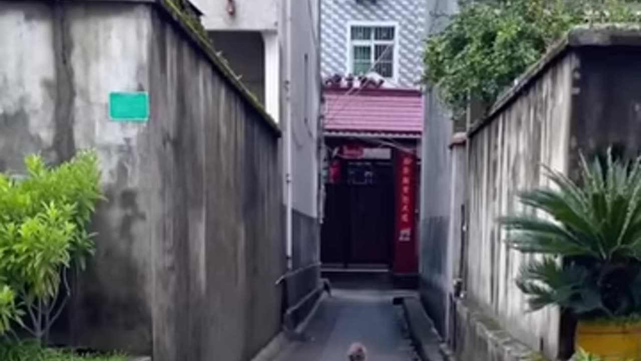 New funny video cute𤣠cats and dogs