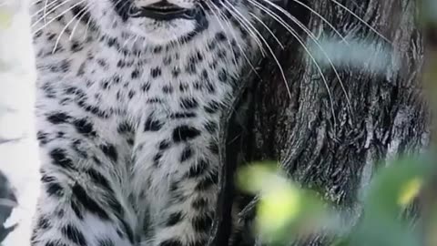 A YOUNG LEOPARD CUB WATCHING A COUPLE OF HYENAS FROM THE SAFETY OF A TREE