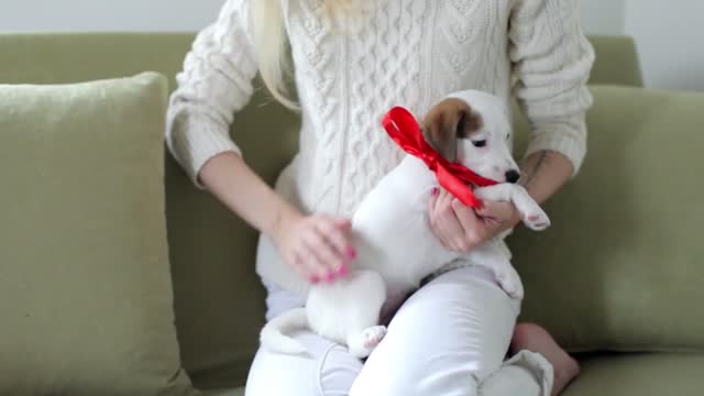 girl with a gift puppy with a red bow