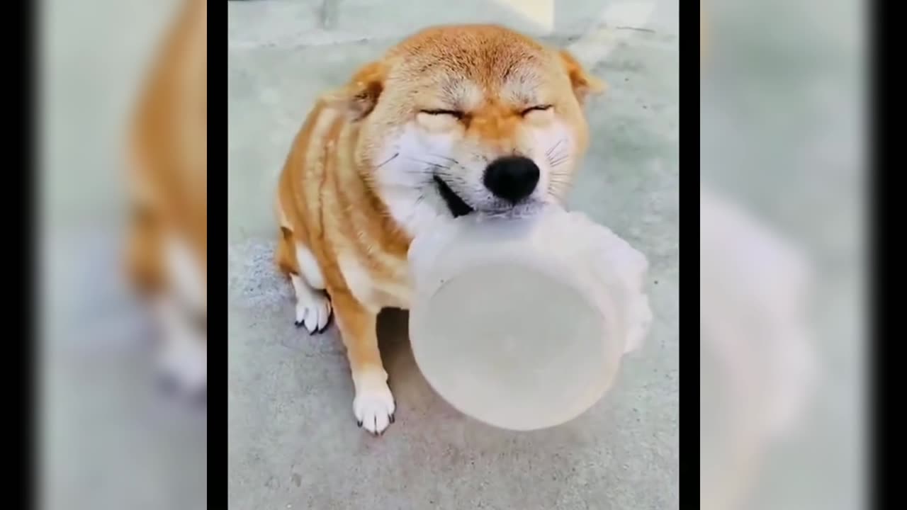 Funny Moments of Pet Cats