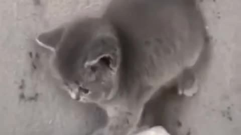 Cat scared phone