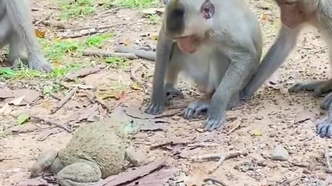 This is what monkeys do...