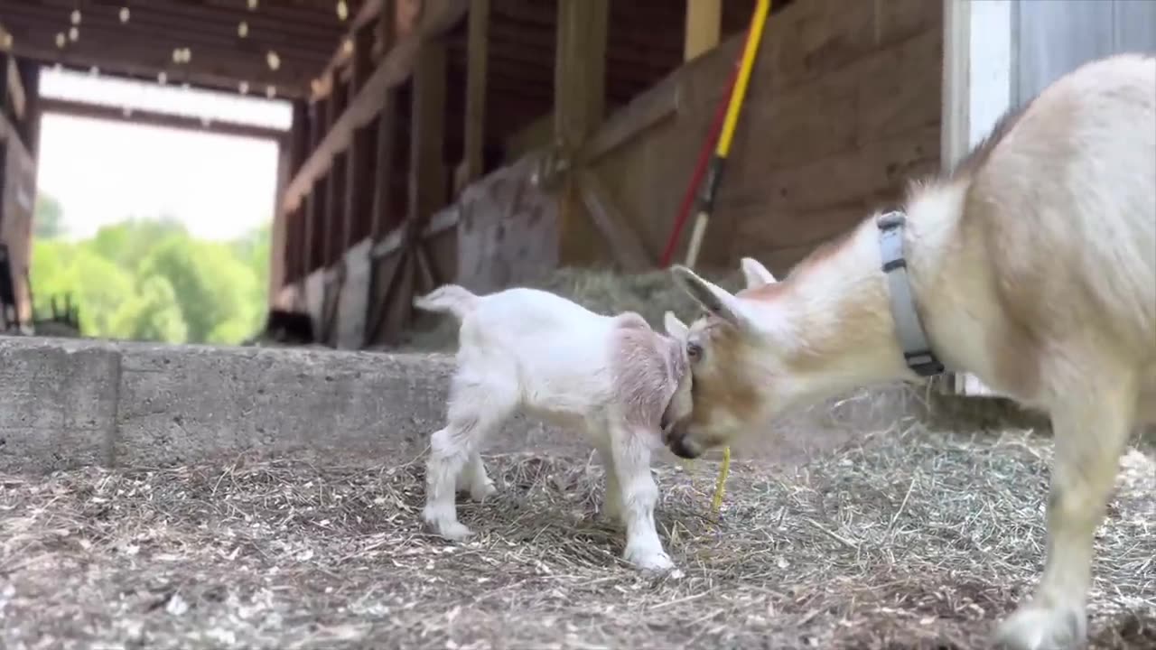 Beautiful Ophelia meets the barn cat on her first walk!