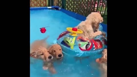 Cute animals doing funny things.